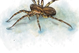 evtl. Piratula knorri